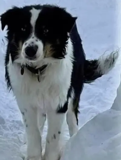 In March, Nanuq, a one-year-old Australian shepherd, went missing along with another dog named Starlight while visiting Savoogna on St. Lawrence Island with his owners.