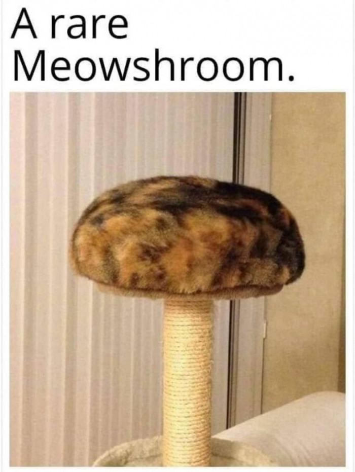 12. A mushroom that every cat lover would love to have