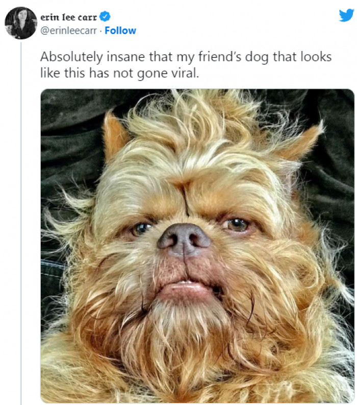 23 Of The Funniest Tweets About Cats And Dogs Curated To Feed Your Need