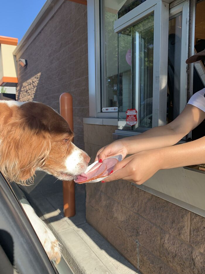 4. I want to give a special mention to my neighborhood Dunkin' for the delightful ham snack they provided for Buster!