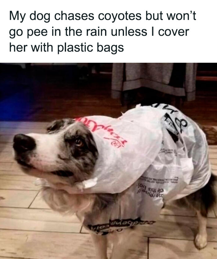 25. Doggo needs her raincoat.