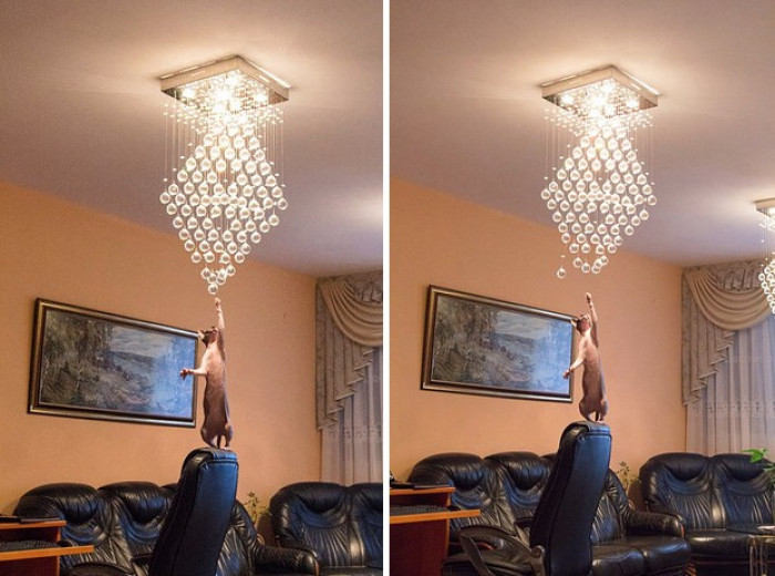 1. You see a chandelier, your cat sees a swing