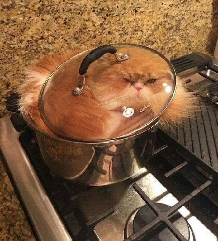 19. Proof Cats Are Liquid