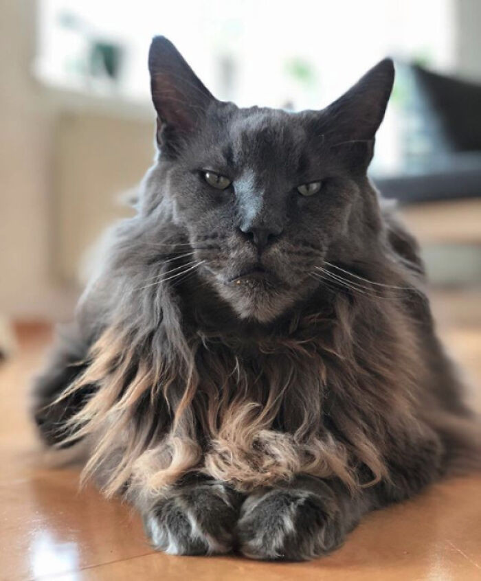 50 Amazing Maine Coon Cat Photos That You Just Have To Feast Your Eyes On
