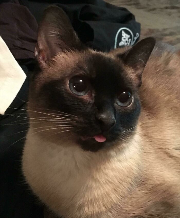 47. My Girlfriend’s Cat Is A Blep Goldmine