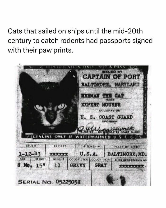 32. Cats with passports