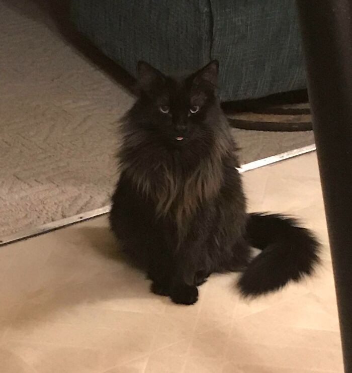 44. The Tiniest Of Bleps. He Sat Like This For A Solid 5 Minutes