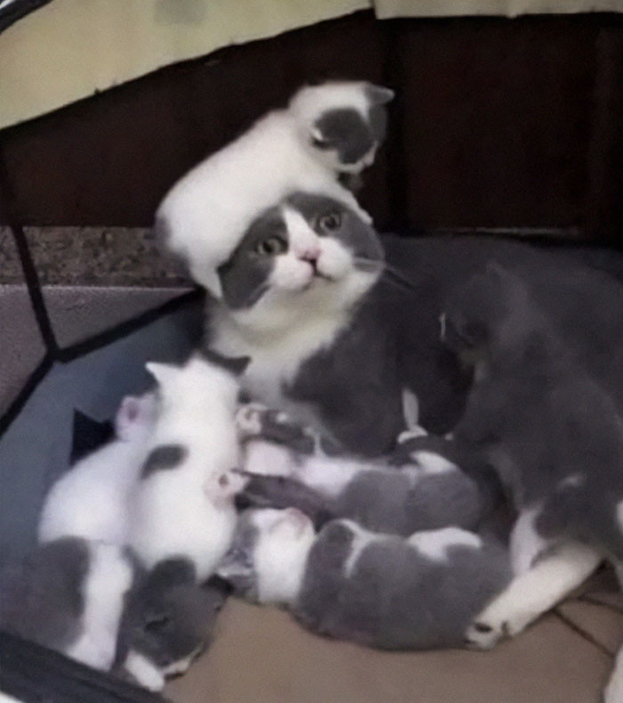 19. This cat has just discovered the joys of parenting