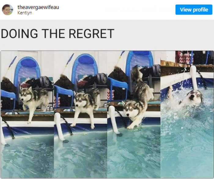 13. This husky who is doing the regret