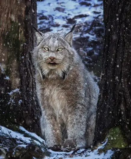 The thick fur of the Canadian Lynx is not only beautiful but also highly functional, providing insulation against the severe cold of their northern habitats.