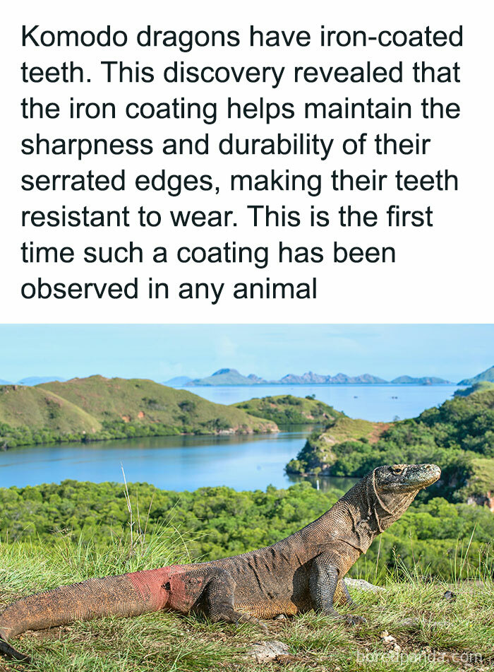 30. The coating of the Komodo Dragon