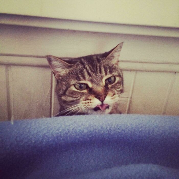 17. Lost My Cranky Angel Yesterday - Here's Her Angriest Blep. Safe Travels, Chomp Princess 💖😾💖