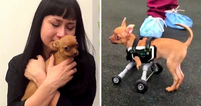 The workers quickly became fond of Daffodil and her personality, seeing past her missing body parts and just giving her another greater chance at life. They even provided her a custom-fitted wheelchair!