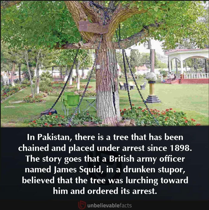 19. The arrest of a tree