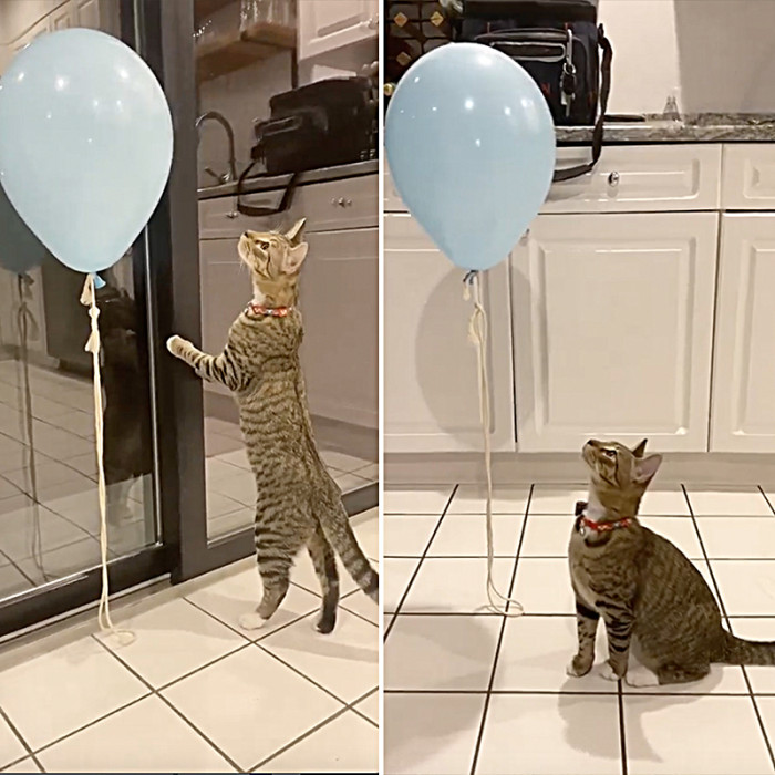 Loki's affection for balloons is evident, as seen in the images below. What's particularly intriguing is how he not only loves playing with the balloons but also seems to take delight in seeing himself with his balloon in the reflection of the glass sliding doors! It's a charming quirk that adds to his unique personality.