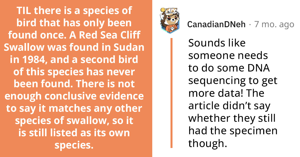 A Red Sea Cliff Swallow Has Only Been Found Once In Sudan In 1984 And Got Listed As Its Own Species