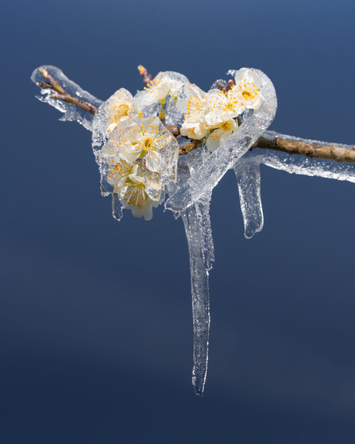 13. Sometimes the ice creates spectacular structures around the flowers. In this case, it looks like a tie!