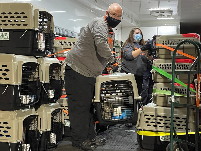 100 Cats Were Evacuated To Massachusetts Via Plane To Save Them From