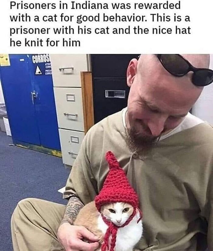 14. Cats in prison