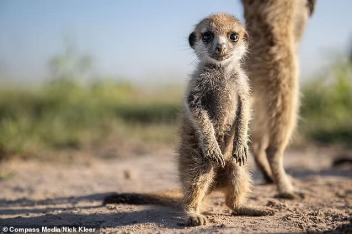 Kleer has had numerous encounters with indigenous South African meerkats