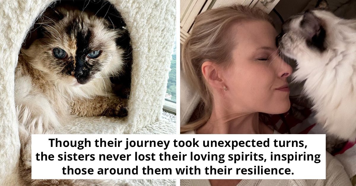 Two Beloved Sister Cats Stick Together Through Two Adoptions Amid Their First Owner's Hospice Care