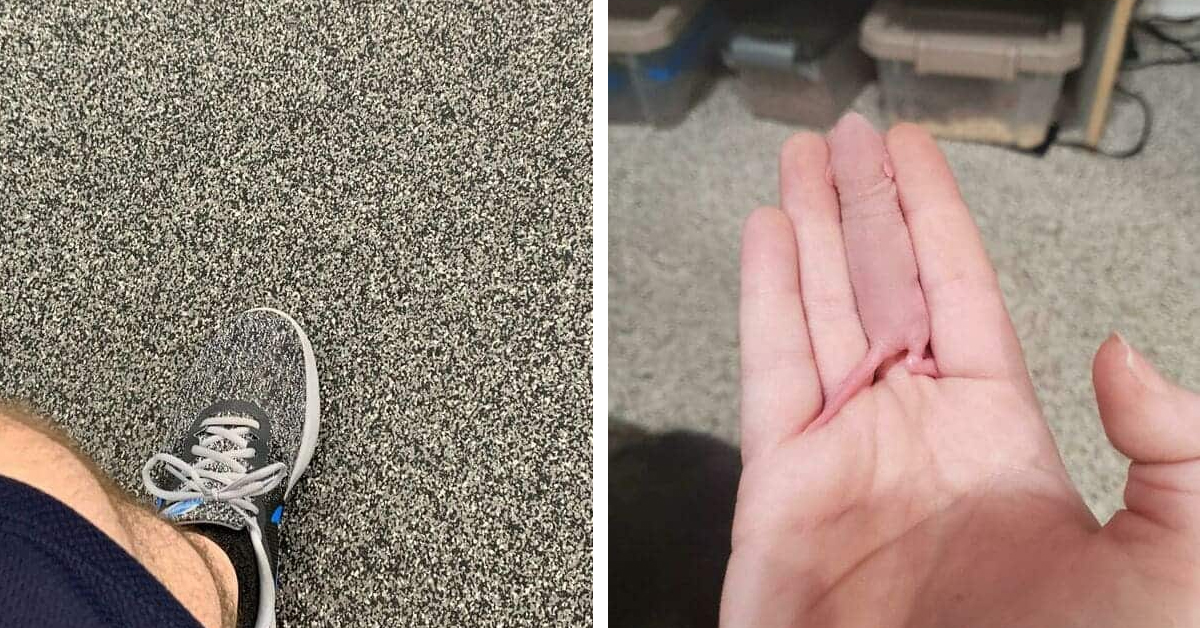 21 Bizarre “Accidental Camouflage” Instances That Completely Stumped Us