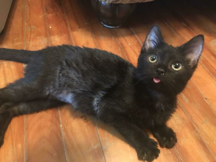 16. Lil “Happy With My New Family” Blep