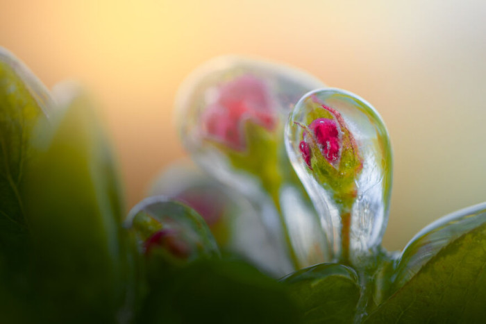 8. Super close up of an apple blossom bud in its very early stage