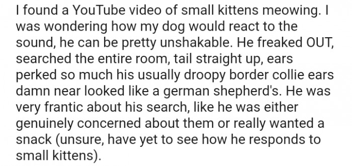 YouTube of small kittens meowing