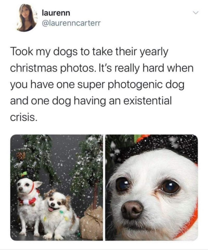 20. One photogenic dog and one having a crisis