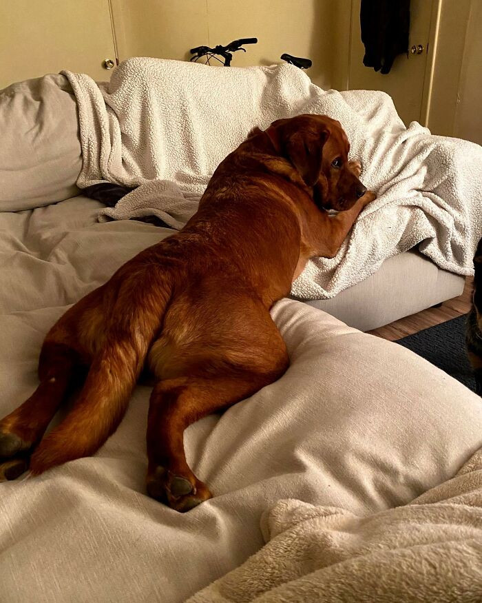 His trainers soon realized that while he had the heart of a service dog, he had the energy of a toddler on espresso.