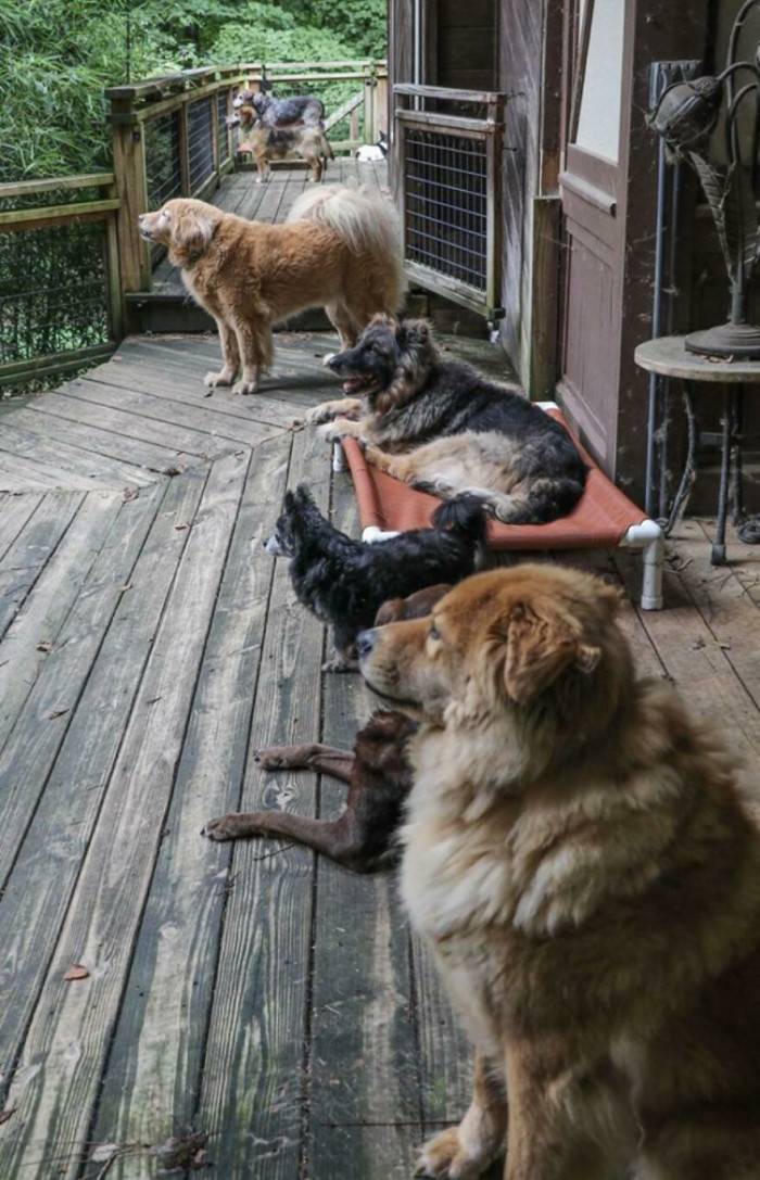 28. All Of The Current Pups At The Old Friends Senior Dog Sanctuary, A Pretty Special Group