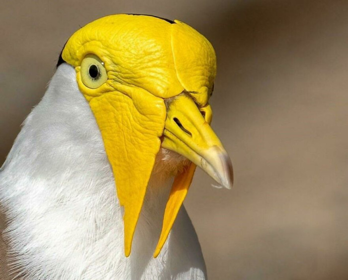 The Masked Lapwing (Vanellus Miles) Boldly Nests On Almost Any Stretch Of Open Ground, And Will Fiercely Defend It