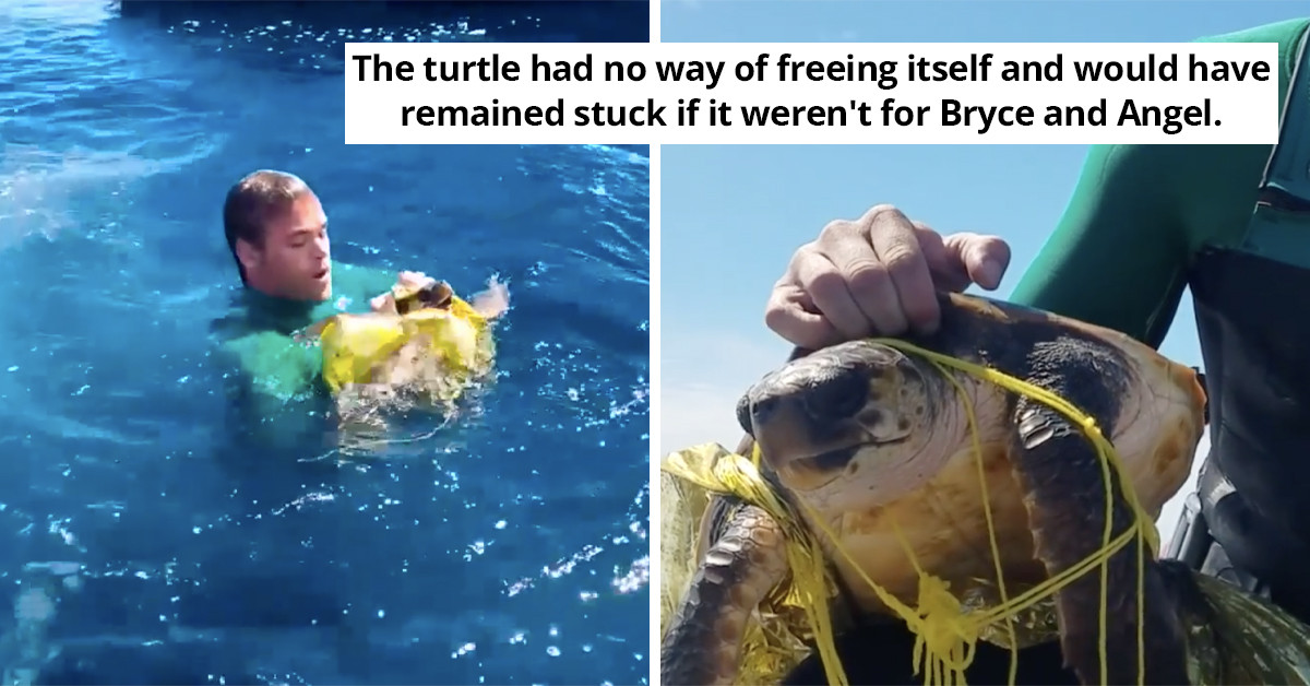 Guys Spot Unusual ”Balloon” While Jet-Skiing That Ended Up Being A Poor Sea Creature In Distress