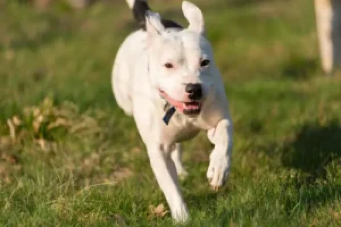 Snoop is now basking in the abundant love and affection showered upon him by his new family. He has regained his playful nature, caring demeanor, and vibrant energy.