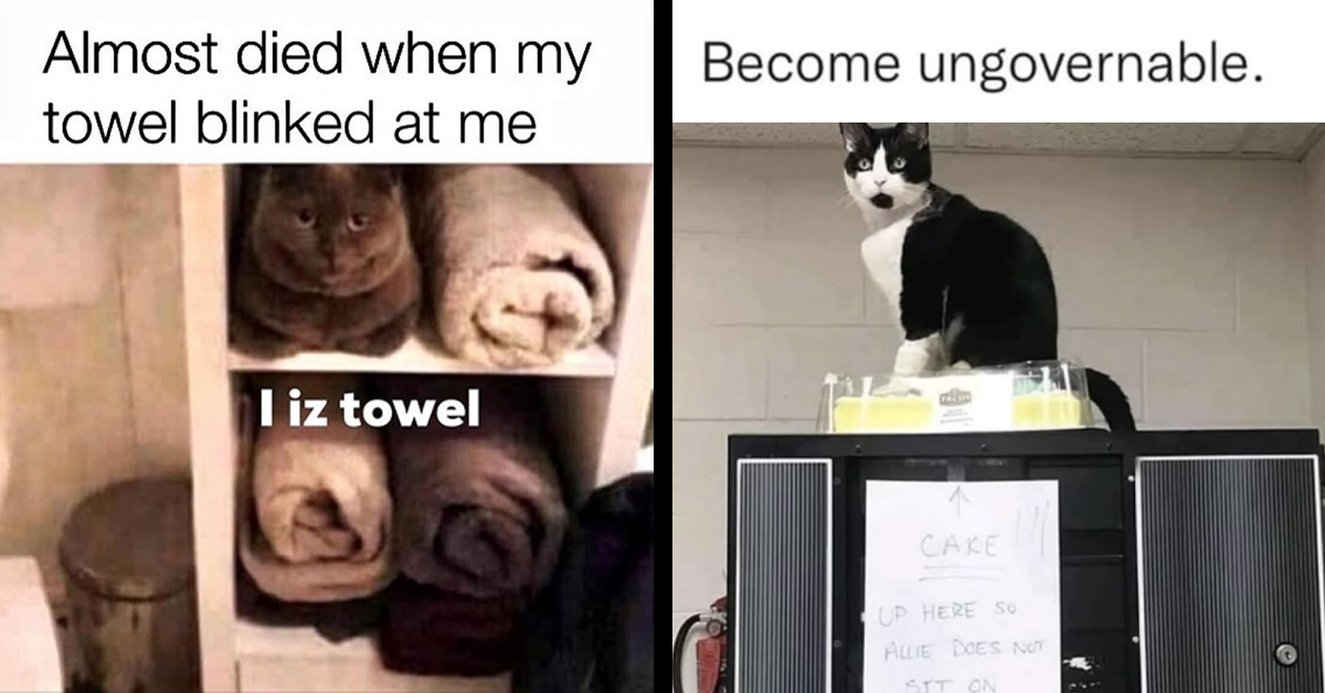 22 Hilarious Memes That Prove Cats Would Be Too Chaotic For Office Life