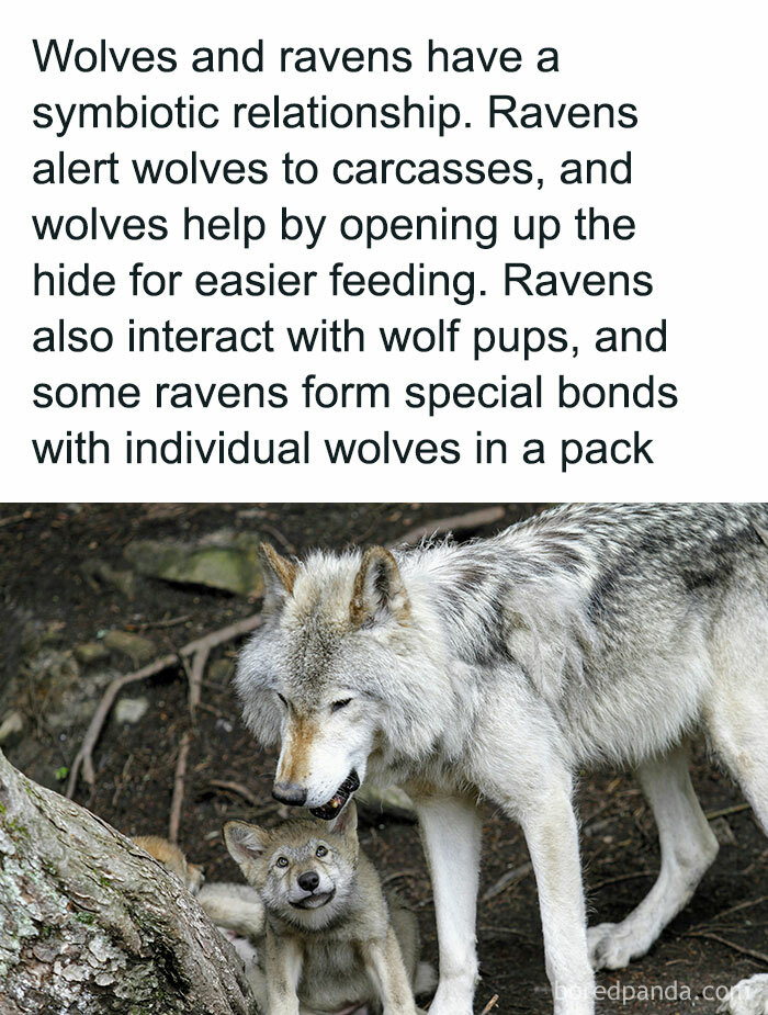 25. The wolf and raven relationship