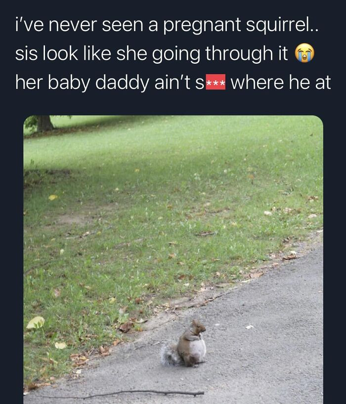 43. Meet this adorable pregnant squirrel