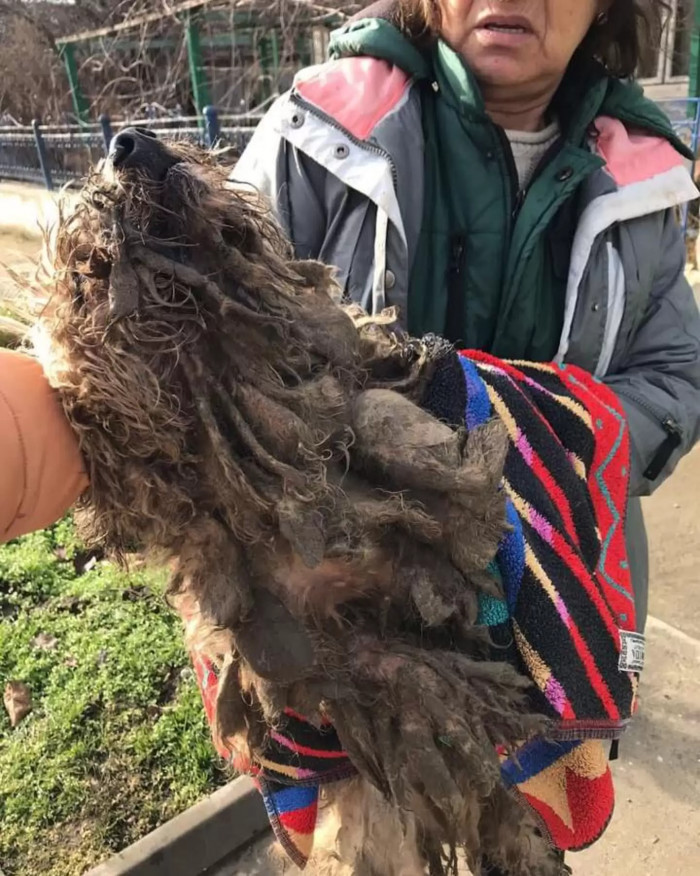 Barny had such a matted appearance that his fur looked like it was in dreadlocks. It was also hard to tell that he was even a dog because of how drastically disheveled he was.
