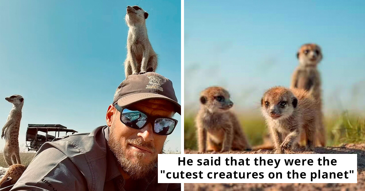 Wildlife Photographer Builds A Special Bond With A Group Of Adorable Meerkats, Ends Up Falling In Love With Them