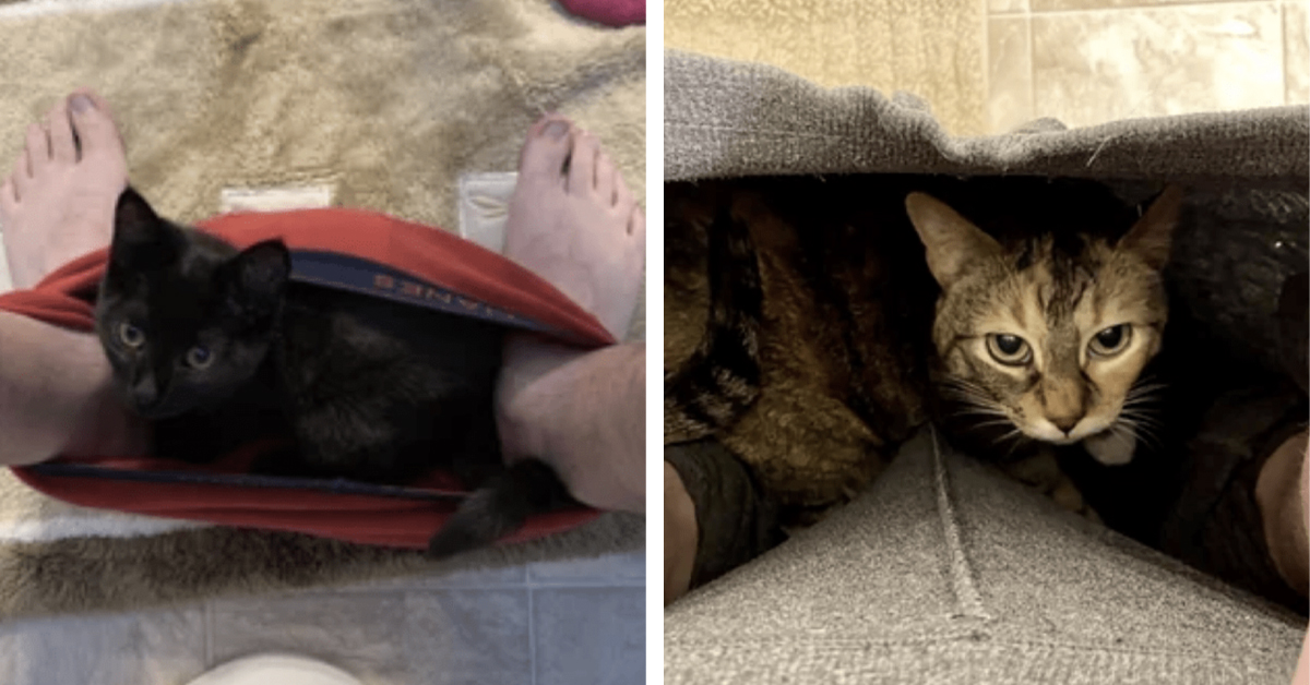 23 Times People Shared Their Purrfect Cats And Kittens Camping In Their Pants While They Use The Bathroom
