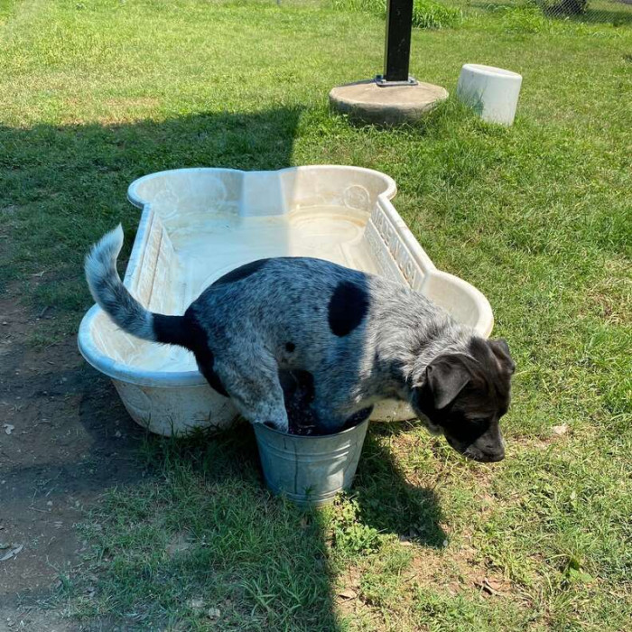 Centaur, The Stray Dog Still Prefers Chilling Out In His Beloved Bucket