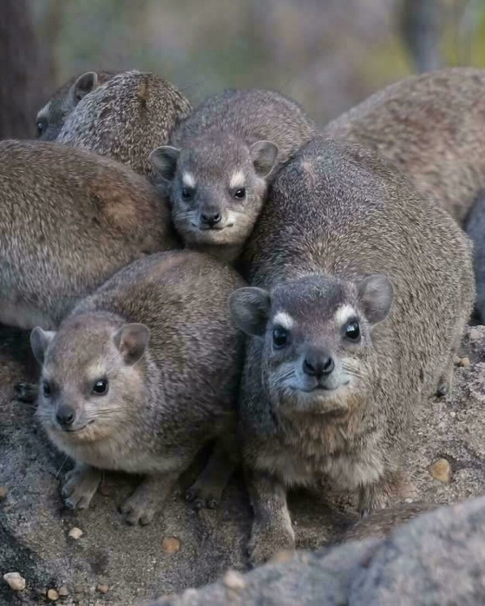 The Bush Hyrax (Heterohyrax Brucei)