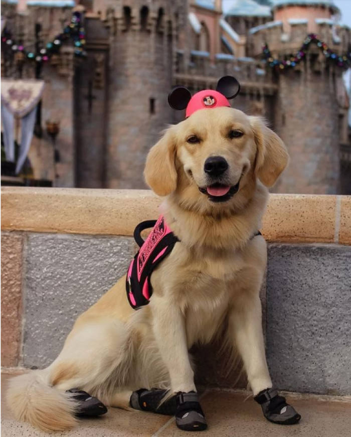 17. This pup is aware that Disney is the most magical place