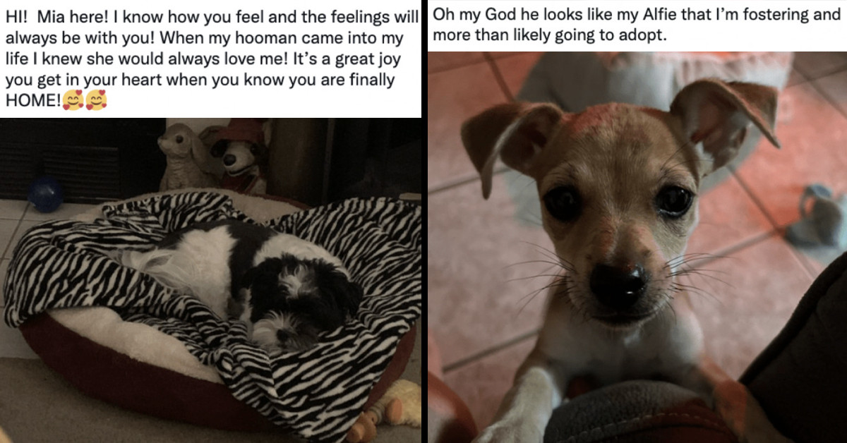 Beautiful Thread Of Thankful Dogs Shedding Joyous Tears After Being