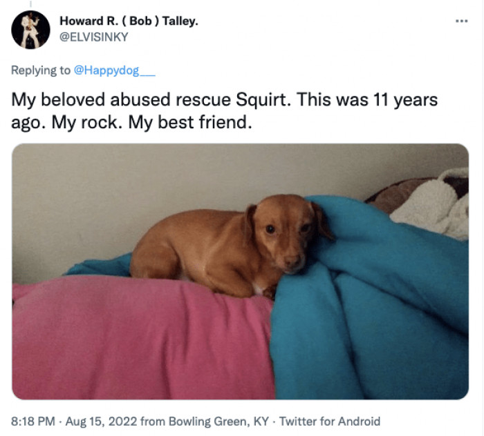 Beautiful Thread Of Thankful Dogs Shedding Joyous Tears After Being