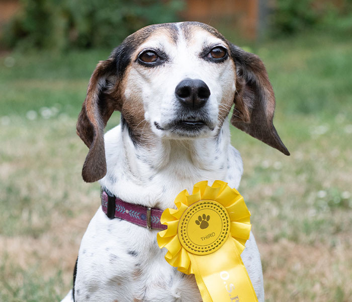 When John decided to enter Bonnie into a competition, little did he know that he would bag the third place rosette—just look at how proud the little troublemaker is!