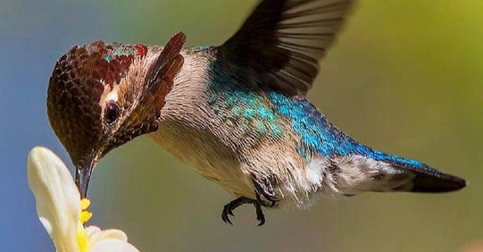 Males have a green bodies with bright red necks while females are blue with a black underbelly and a black neck