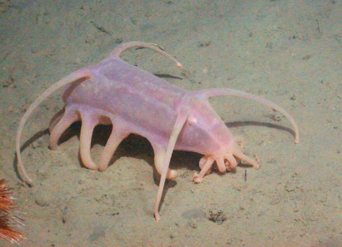 This Little Creature Is Called A Sea Pig, He’s Related To Sea Cucumbers (Scotoplanes)