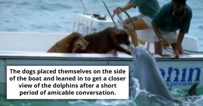 Adorable Video Of A Wild Dolphin Swimming Up To A Boat To Share A Sweet Kiss With Its Dog Friend Melts Hearts Online